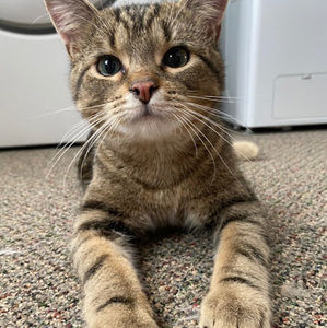 Meet your Posher, Dani